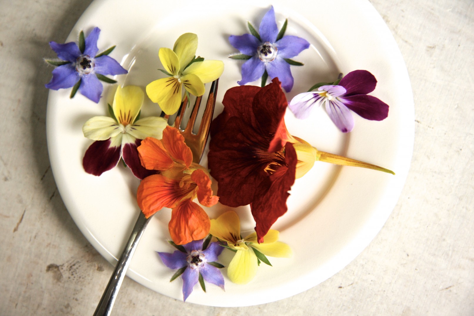 look and taste eetbare bloemen fotostyling