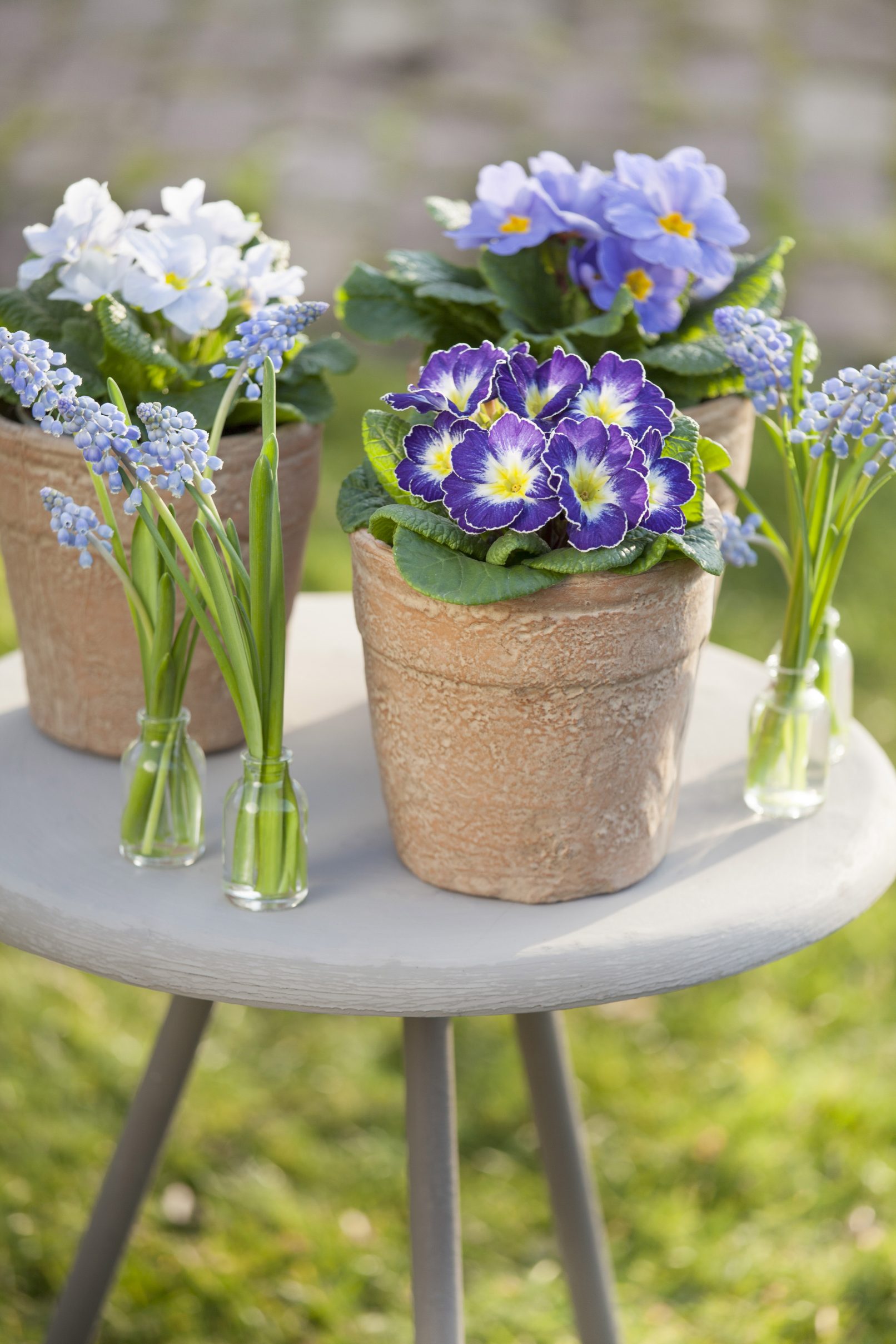 fotostyling primula bloemen bijzonder seizoen