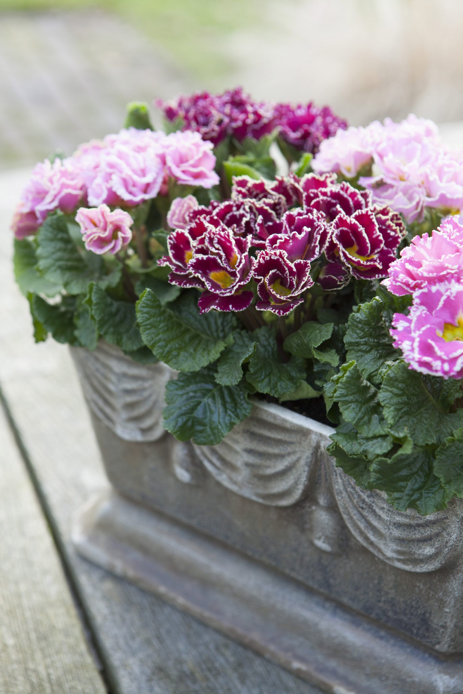 primula bijzondere bloemen fotostyling stylen groen