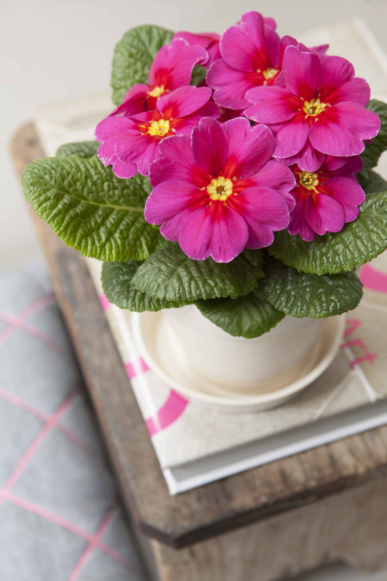 fotostyling primula bloemen bijzonder seizoen