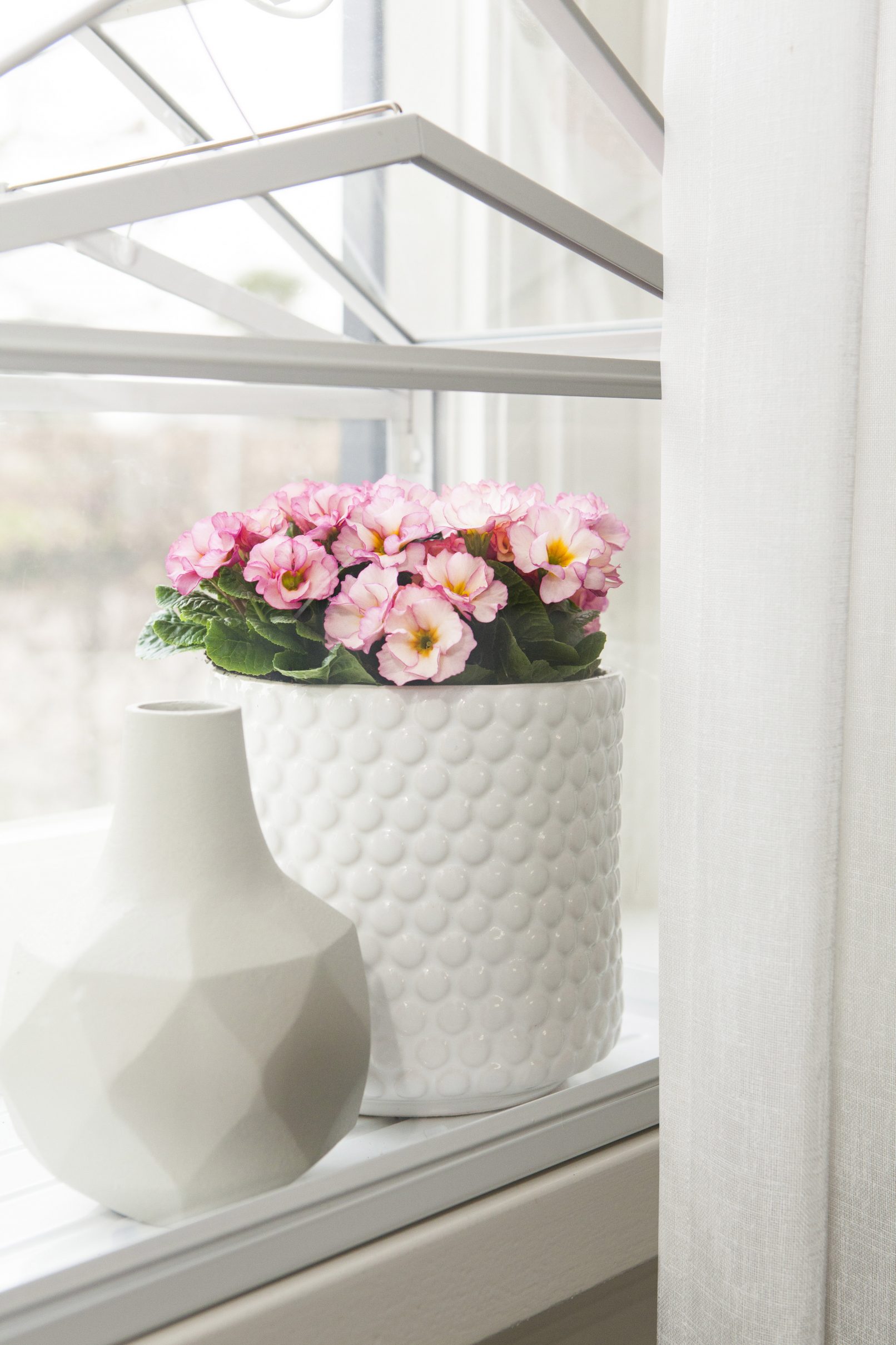 fotostyling primula bloemen bijzonder seizoen