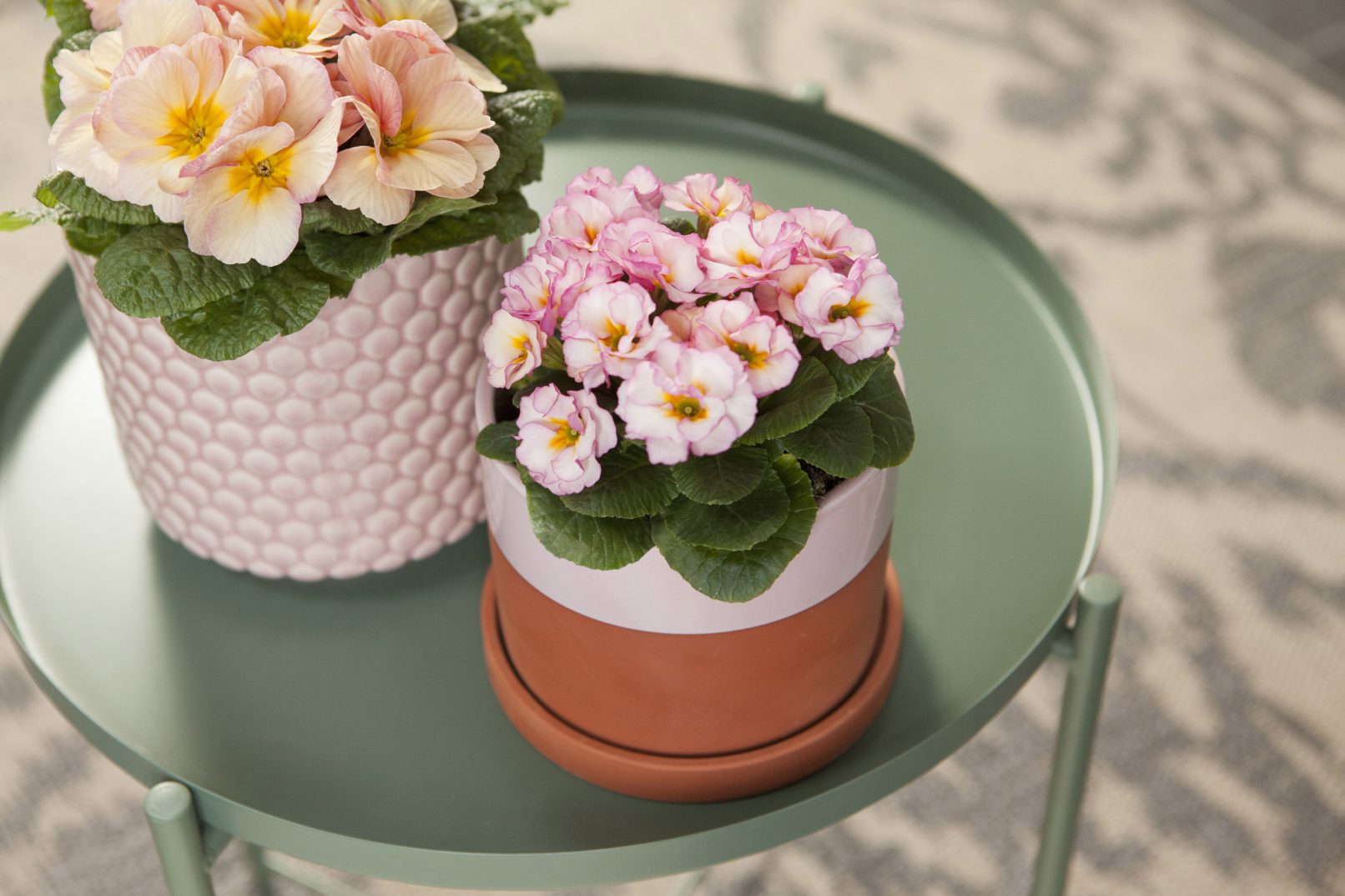fotostyling primula