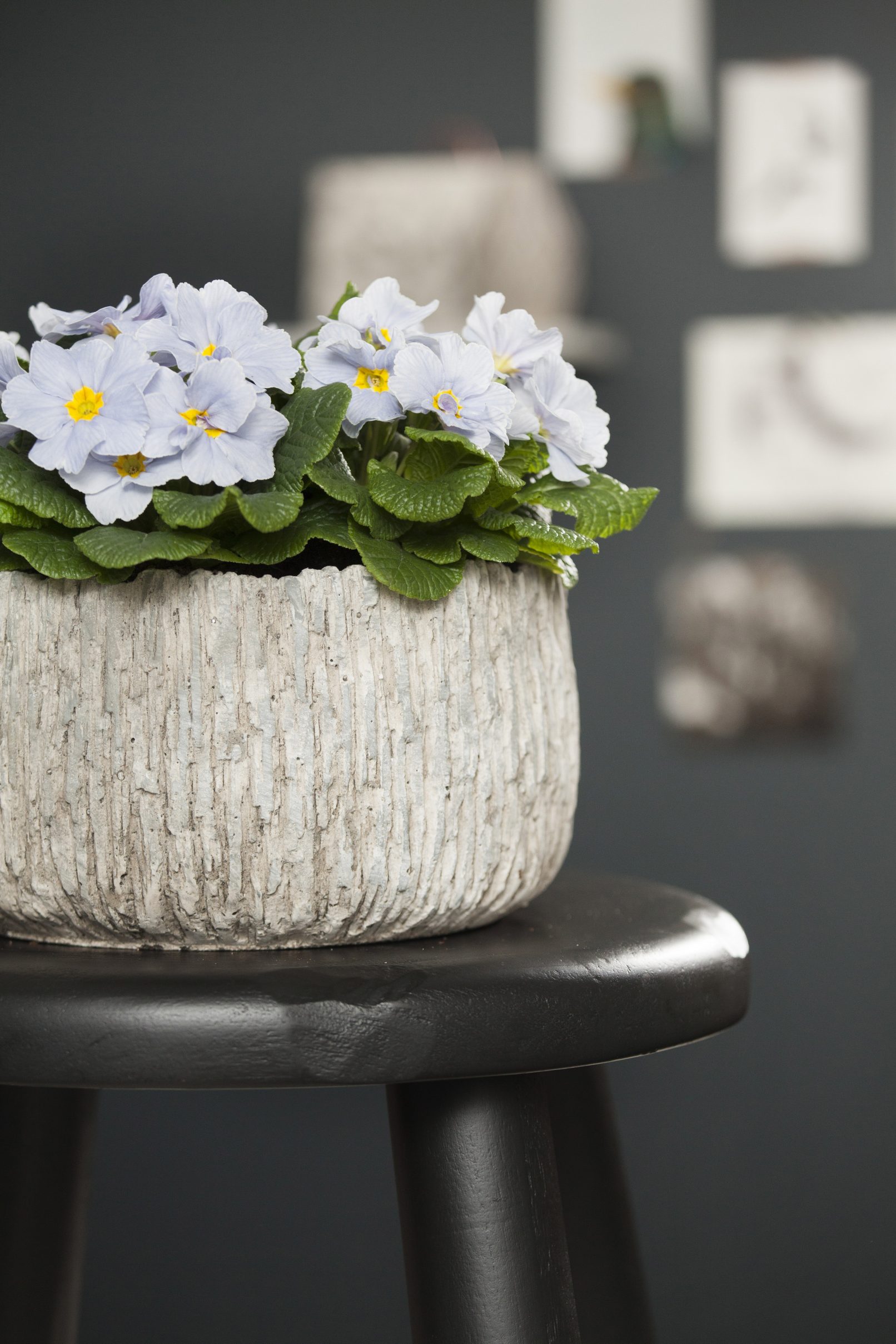 fotostyling primula