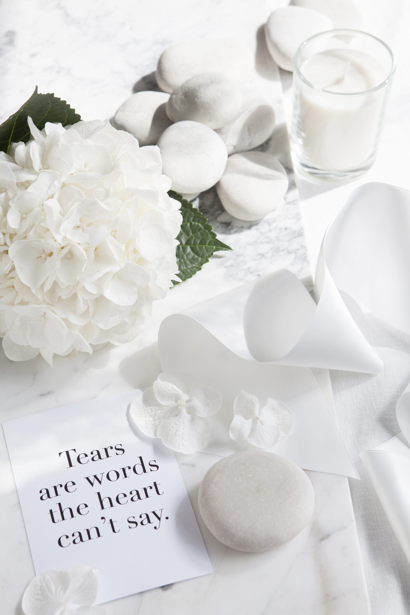 fotostyling Hortensia 'Albatros'