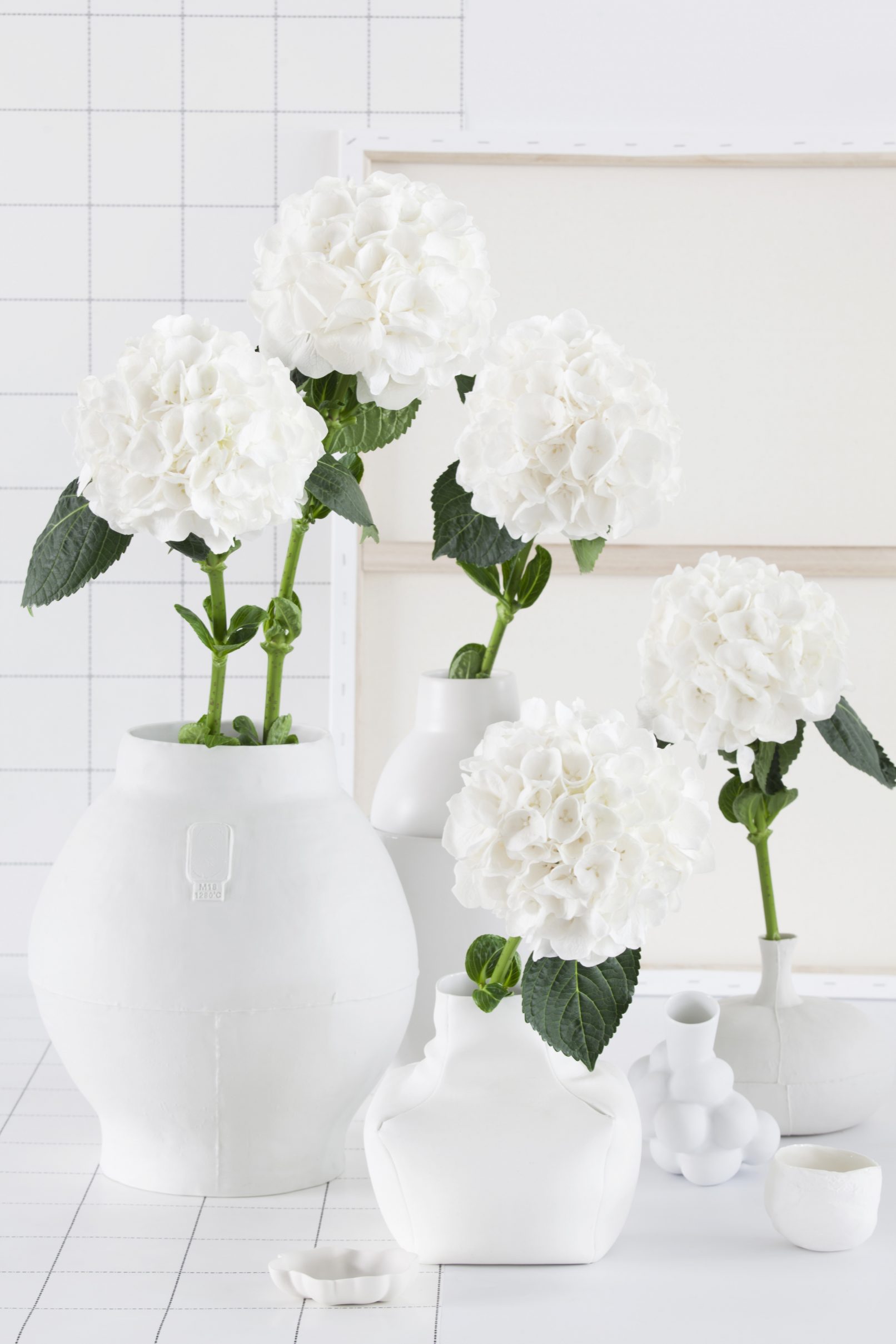 hortensia wit