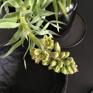 fotostyling stylen planten bloemen seizoen stylist
