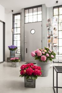 fotostyling hortensia styling bloemen en planten Helene 's-Hertogenbosch