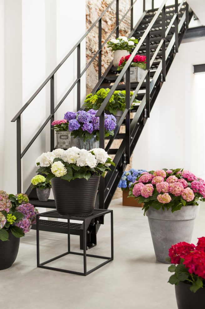 fotostyling hortensia styling bloemen en planten Helene 's-Hertogenbosch