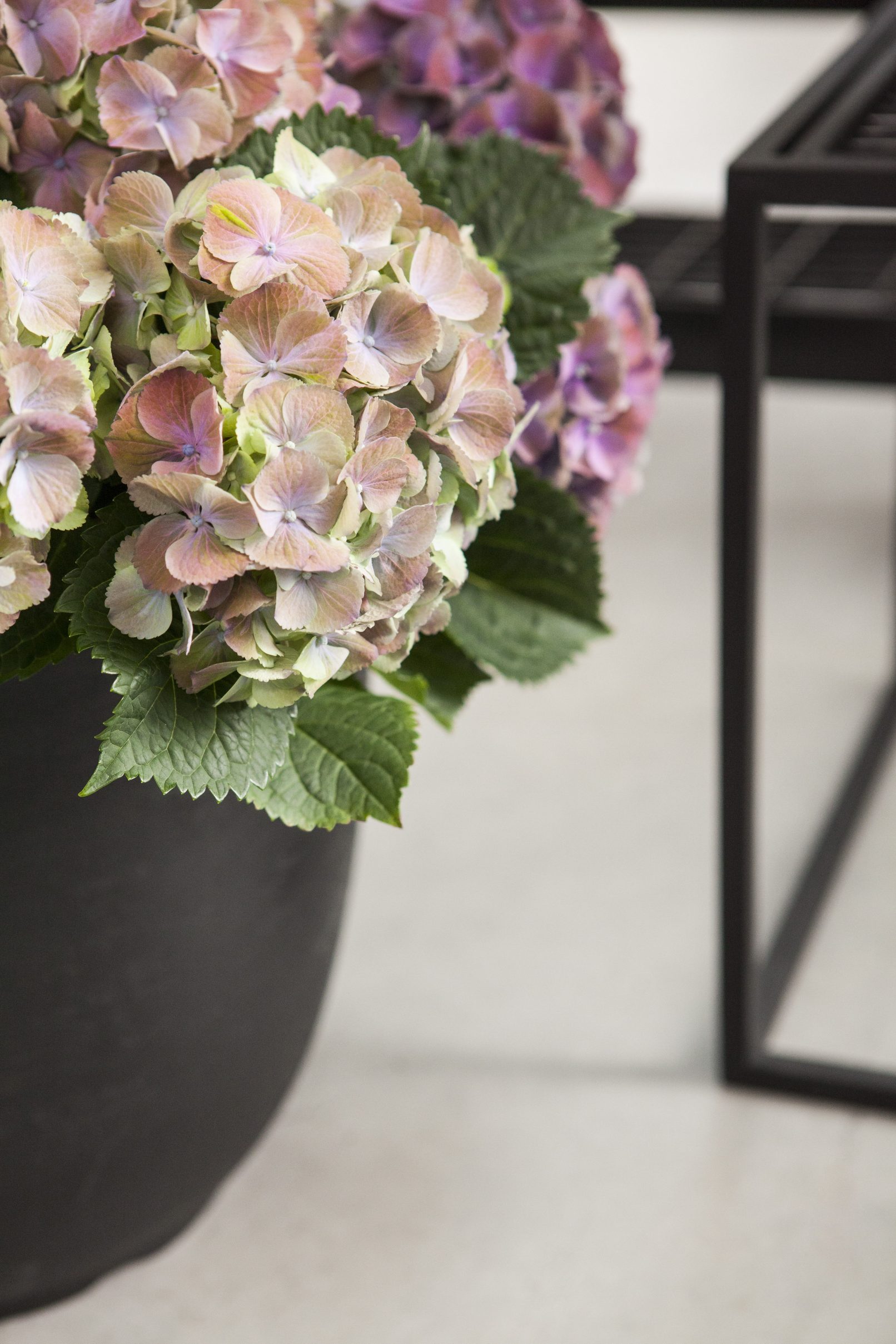 fotostyling hortensia styling bloemen en planten Helene 's-Hertogenbosch