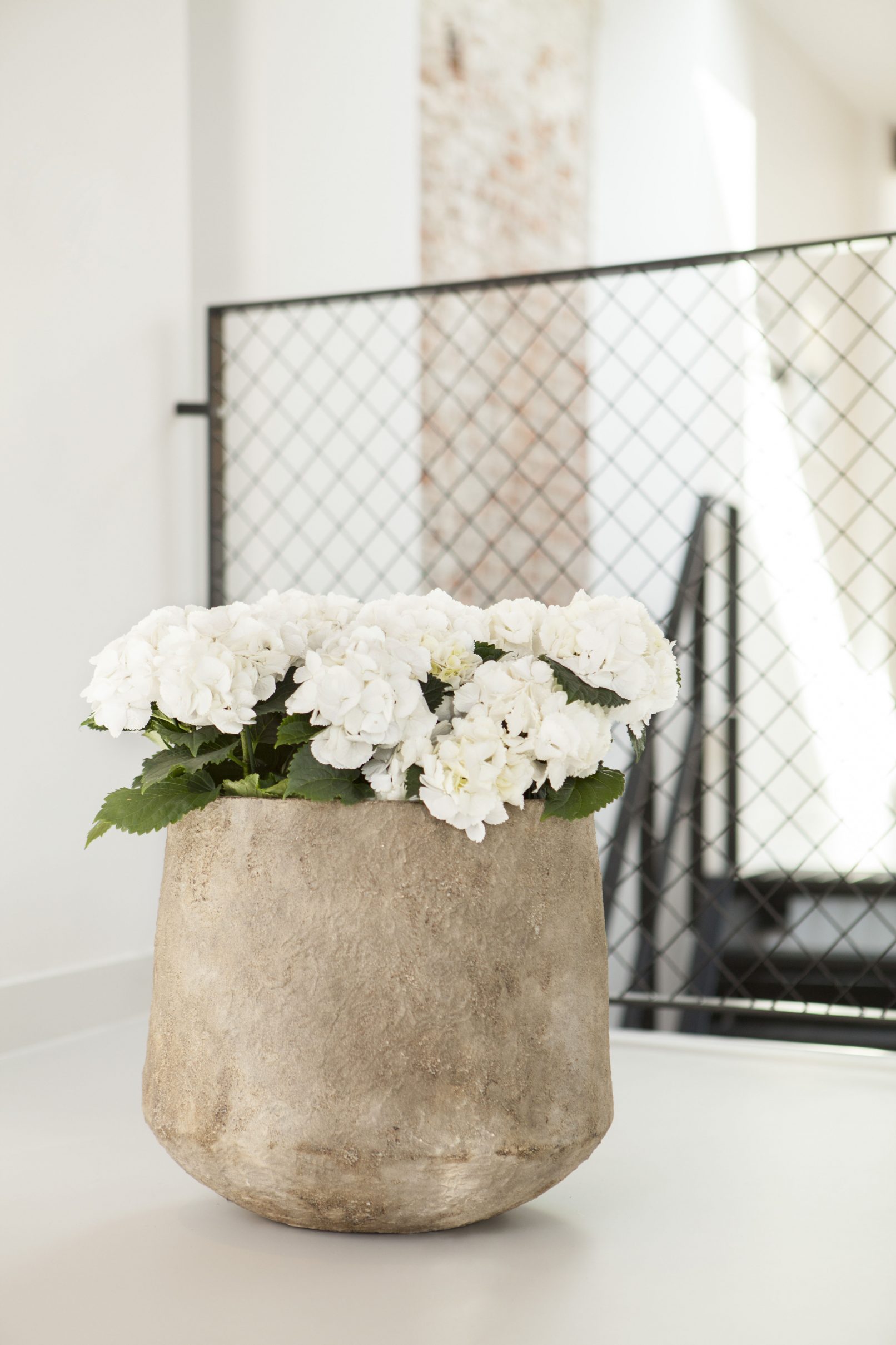 fotostyling hortensia styling bloemen en planten Helene 's-Hertogenbosch