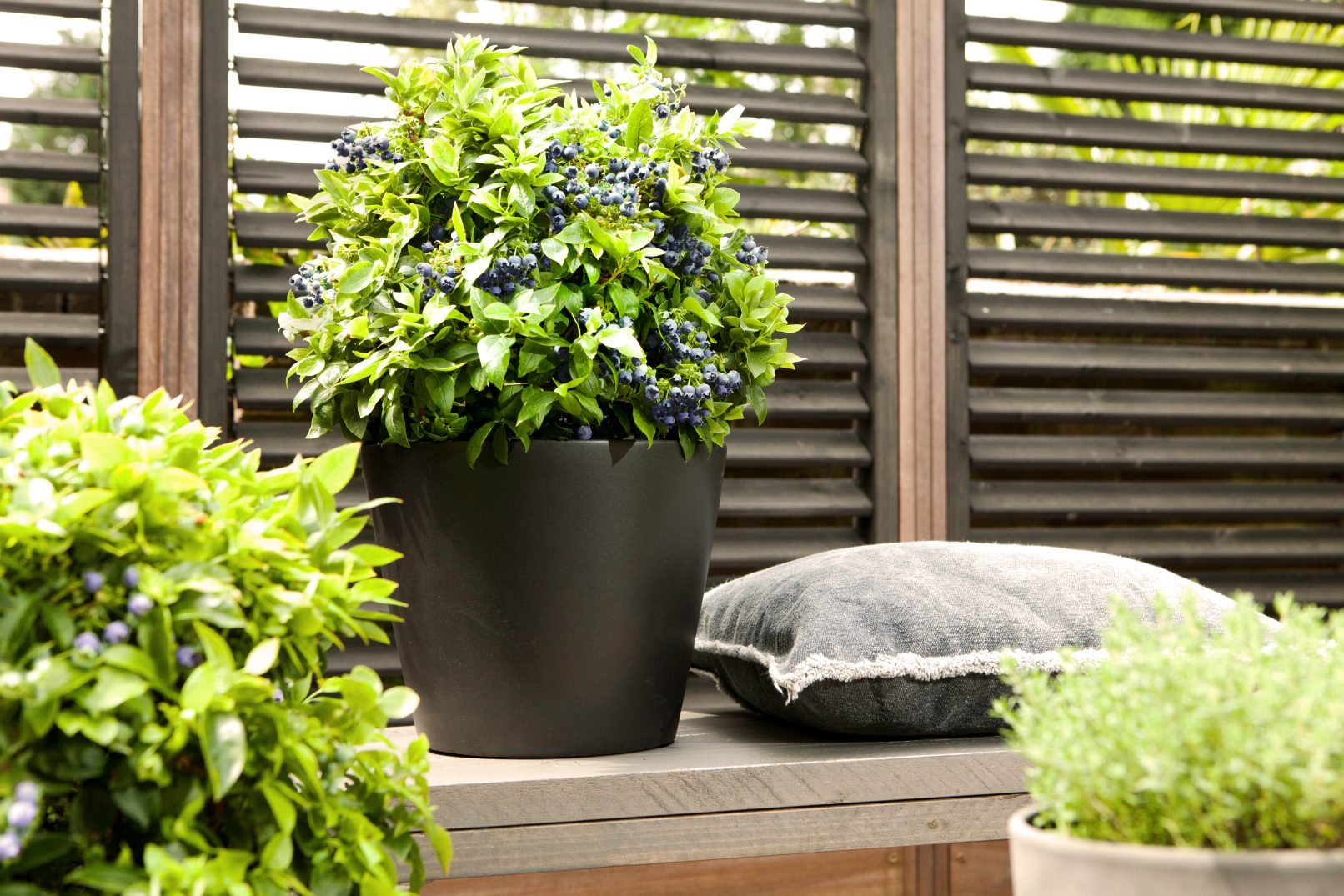 brazelberry fotostyling urban garden