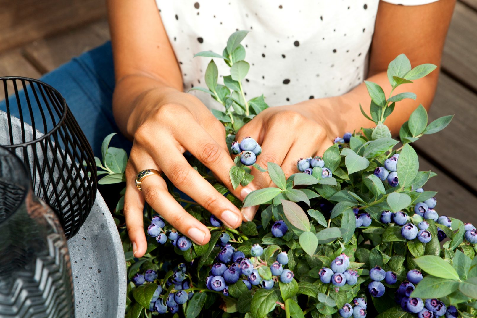 brazelberry plukken fotostyling