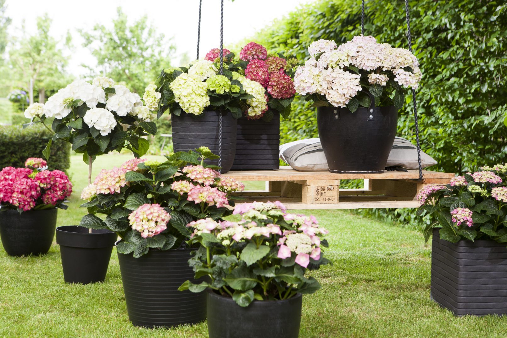 fotostyling hortensia styling bloemen en planten Helene 's-Hertogenbosch