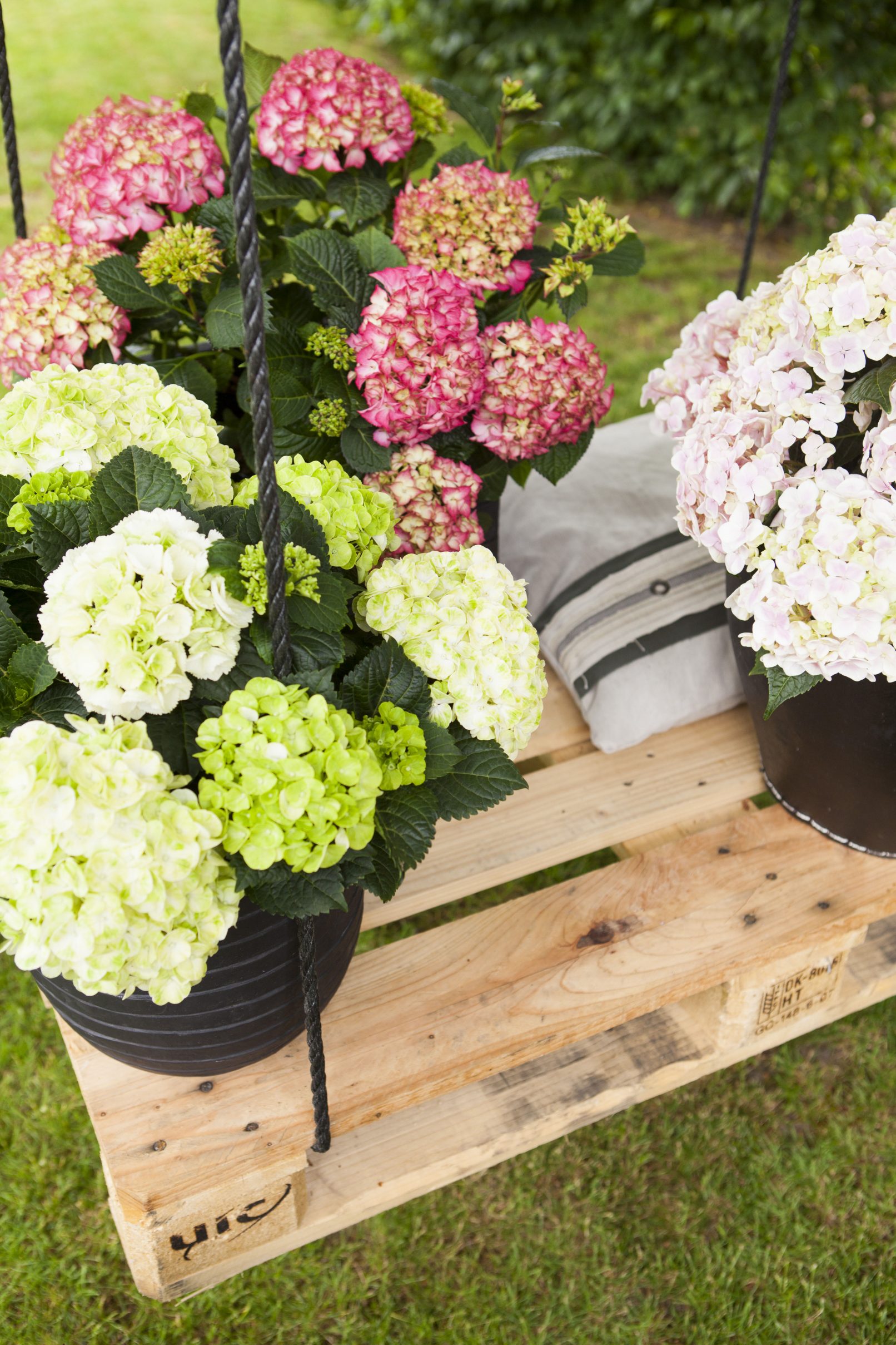 hortensia balletschommel fotostyling