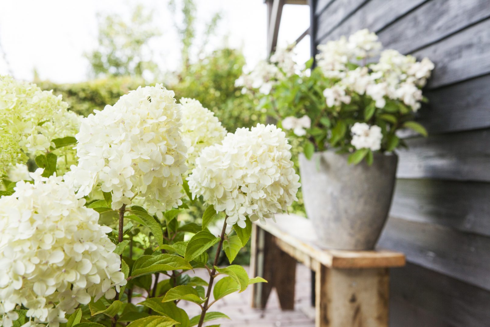 fotostyling hortensia paniculata tuin