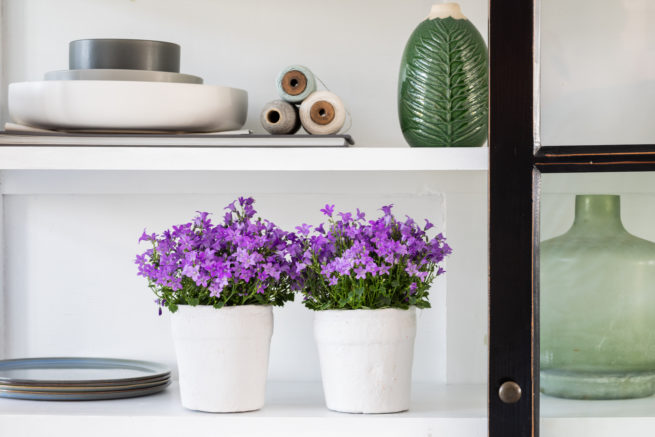 Fotostyling Dolc'amore campanula Helene Verhoeff