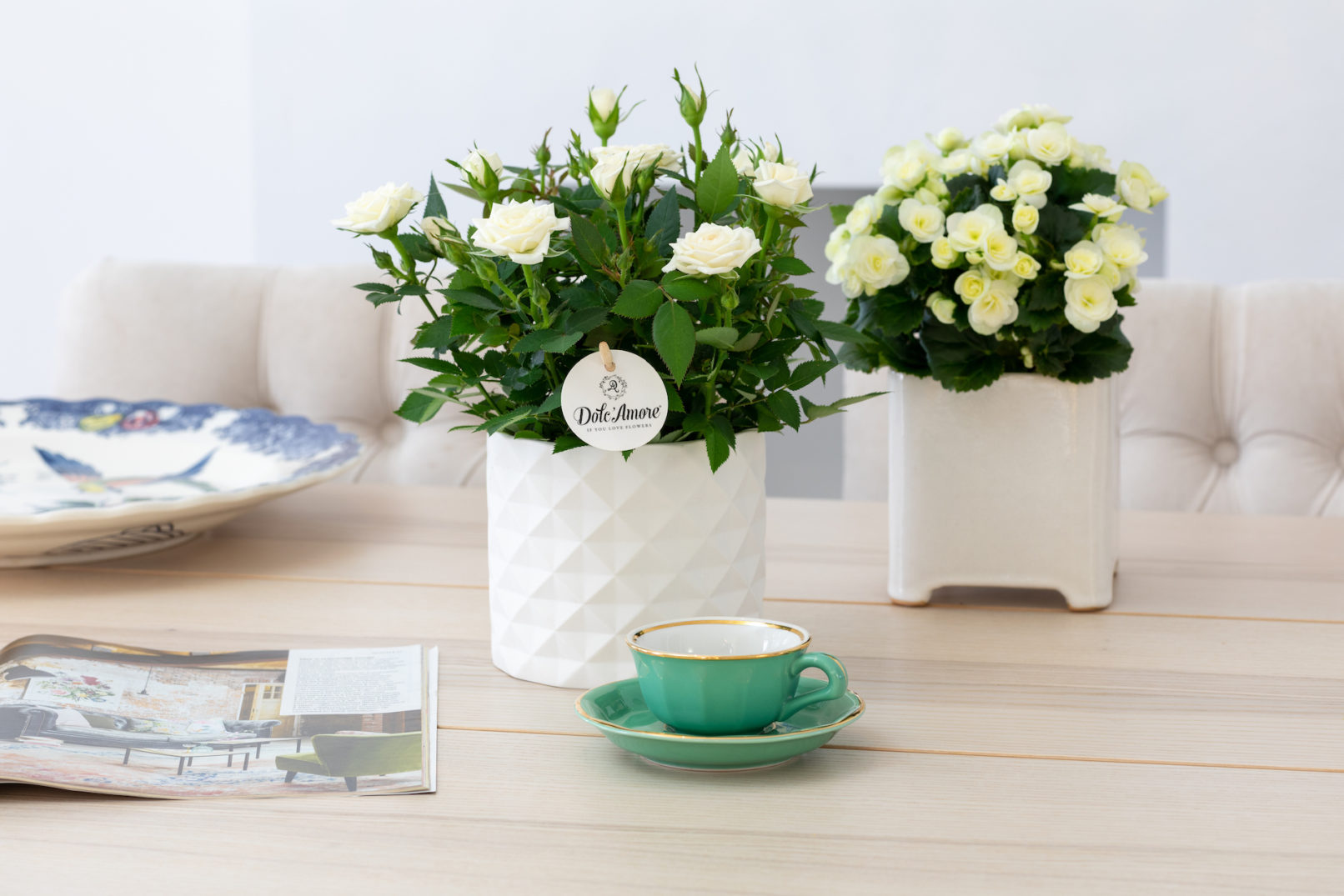 Fotostyling Dolc'amore begonia-potroos Helene Verhoeff