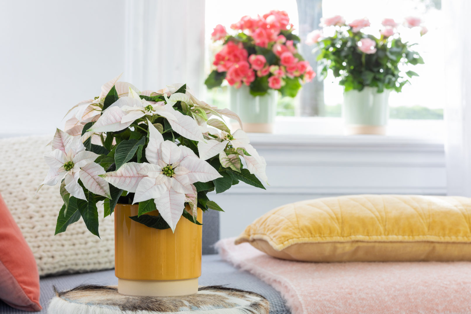 fotostyling Dolc'amore vensterbank Helene Verhoeff