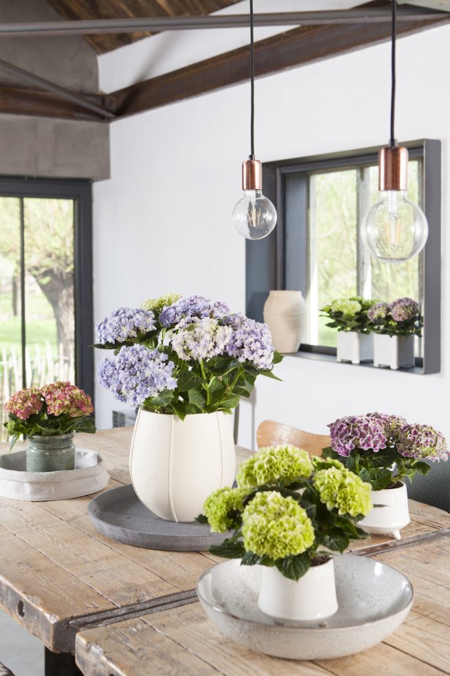fotostyling hortensia Helene Verhoeff