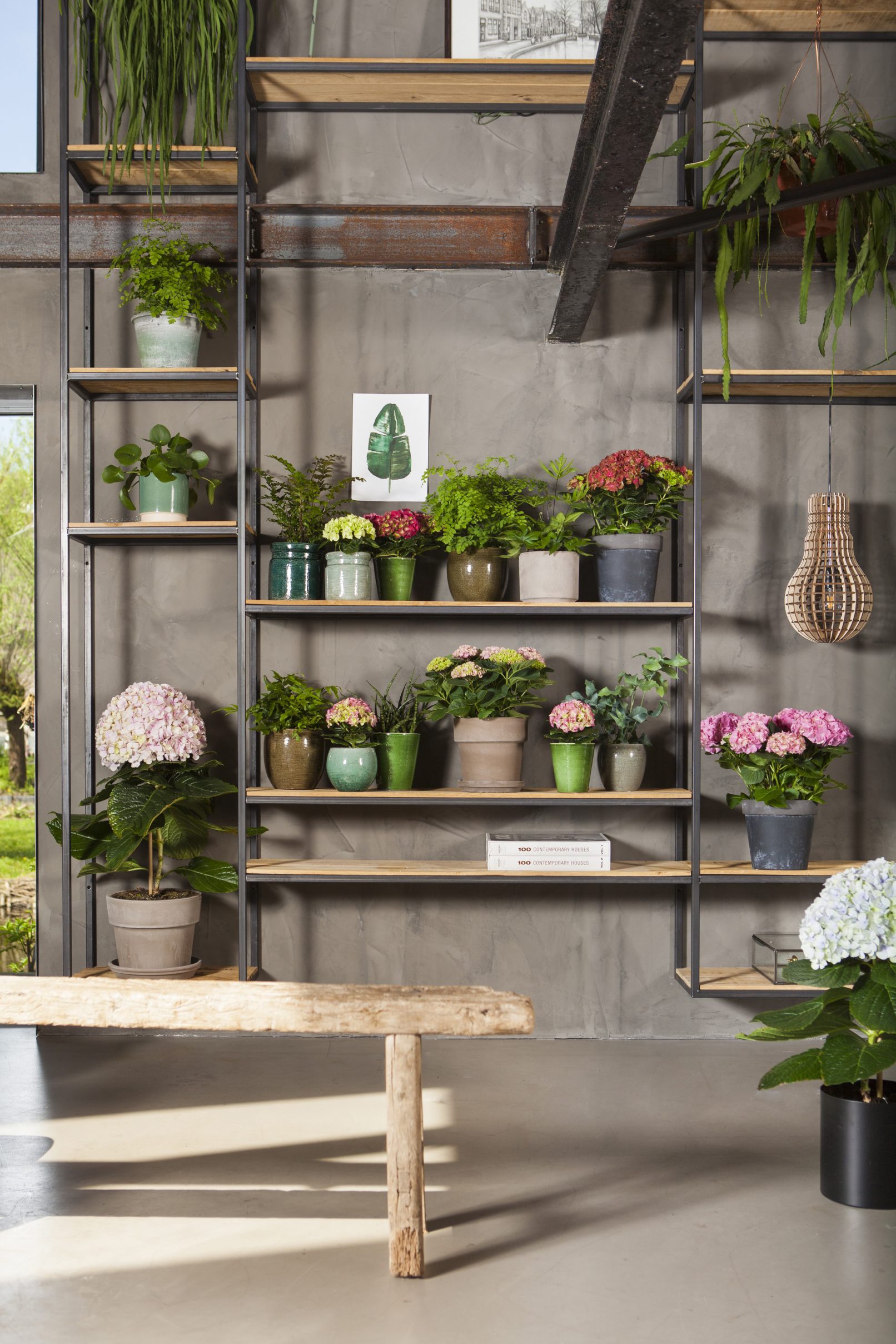fotostyling hortensia Helene Verhoeff