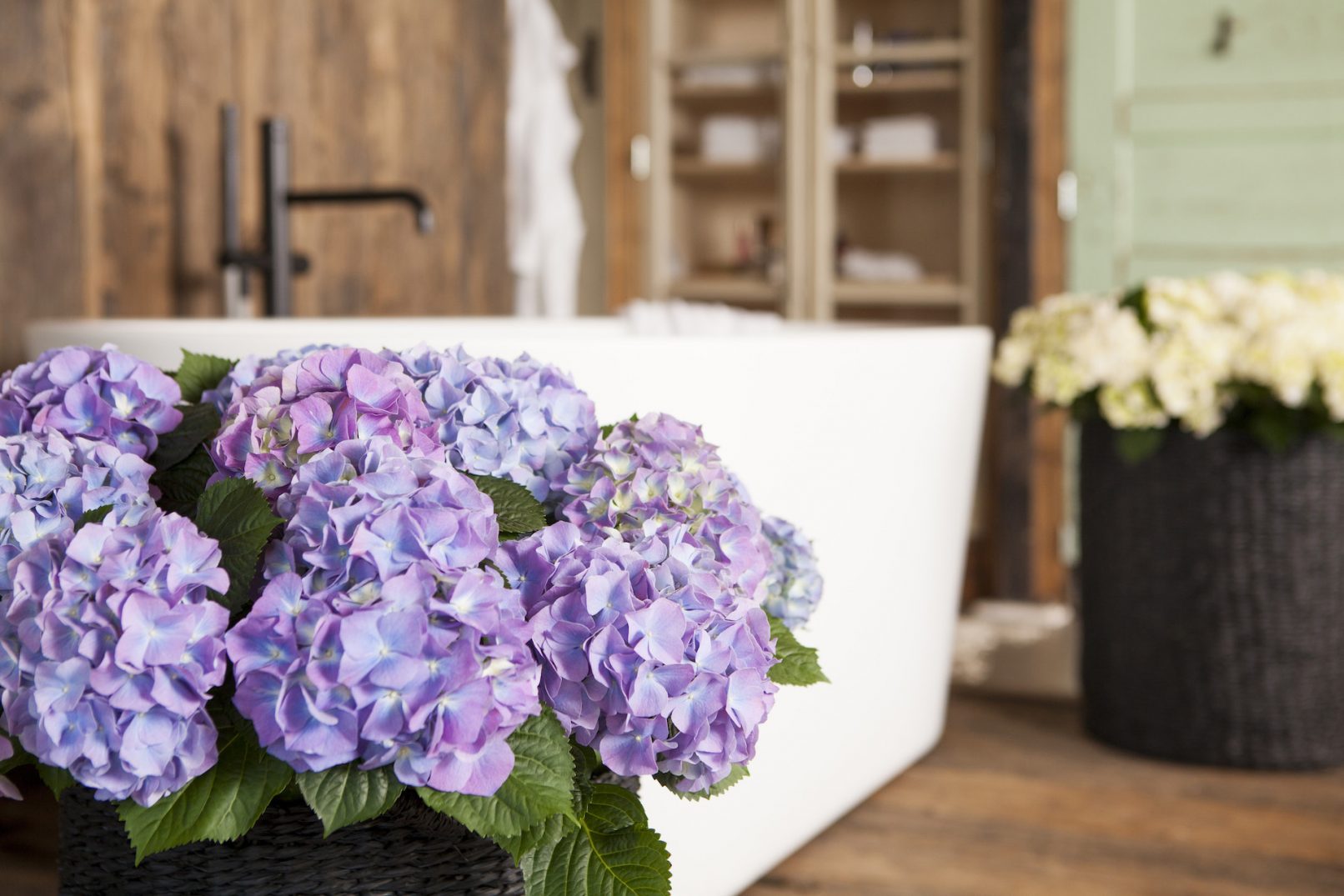 fotostyling hortensia Helene Verhoeff