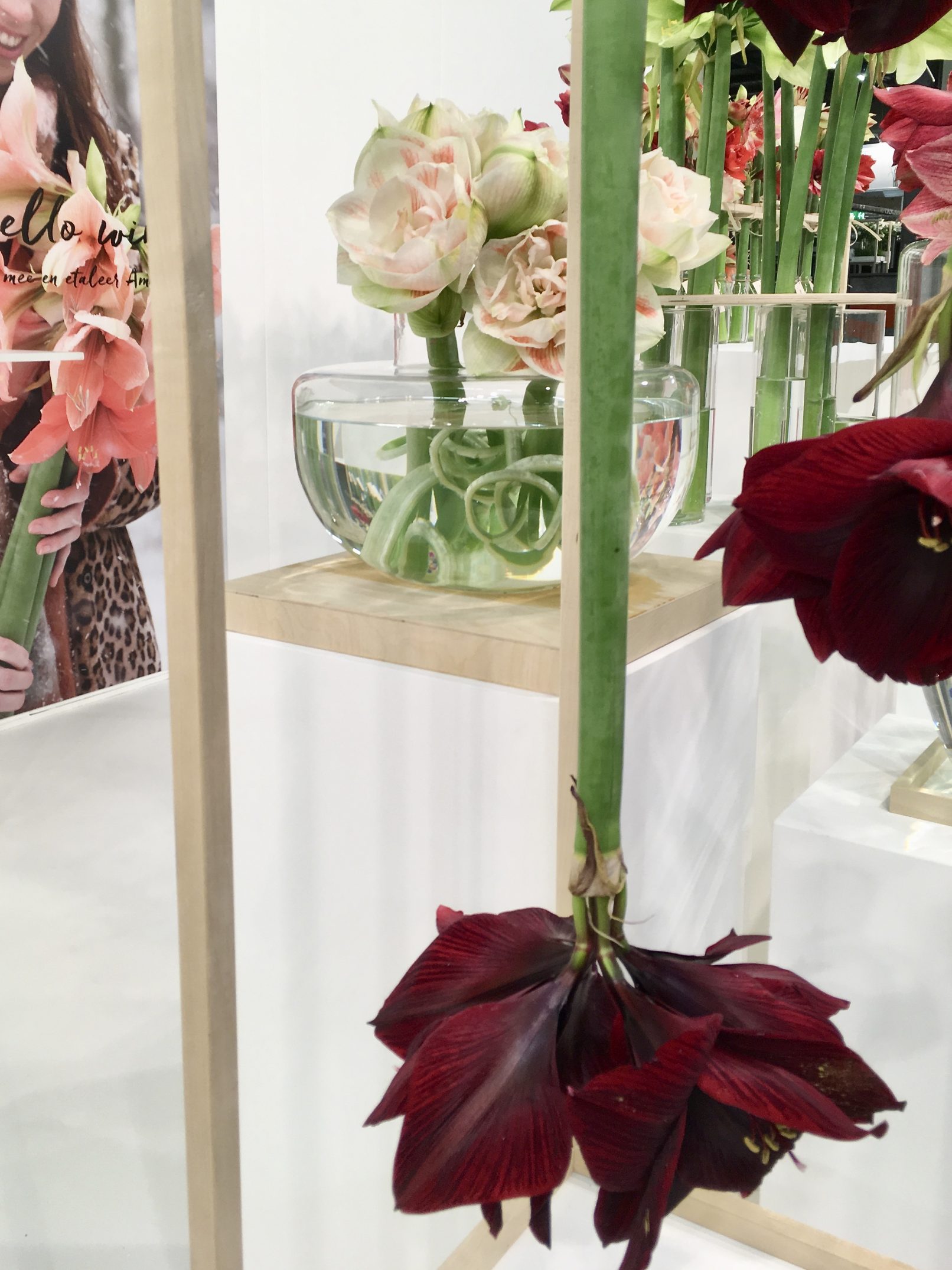 eventstyling Amaryllis