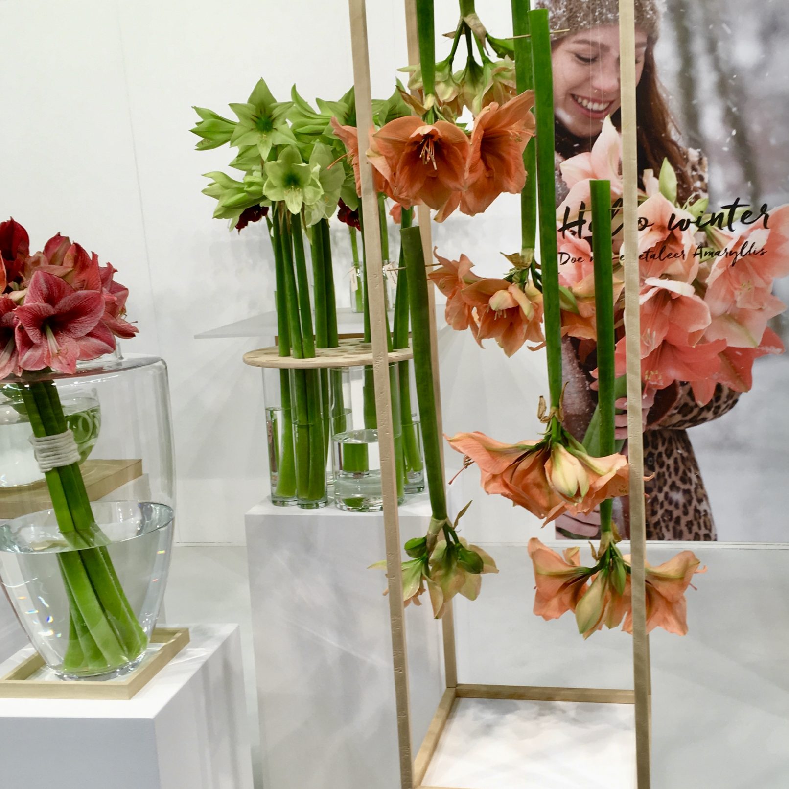 eventstyling Amaryllis