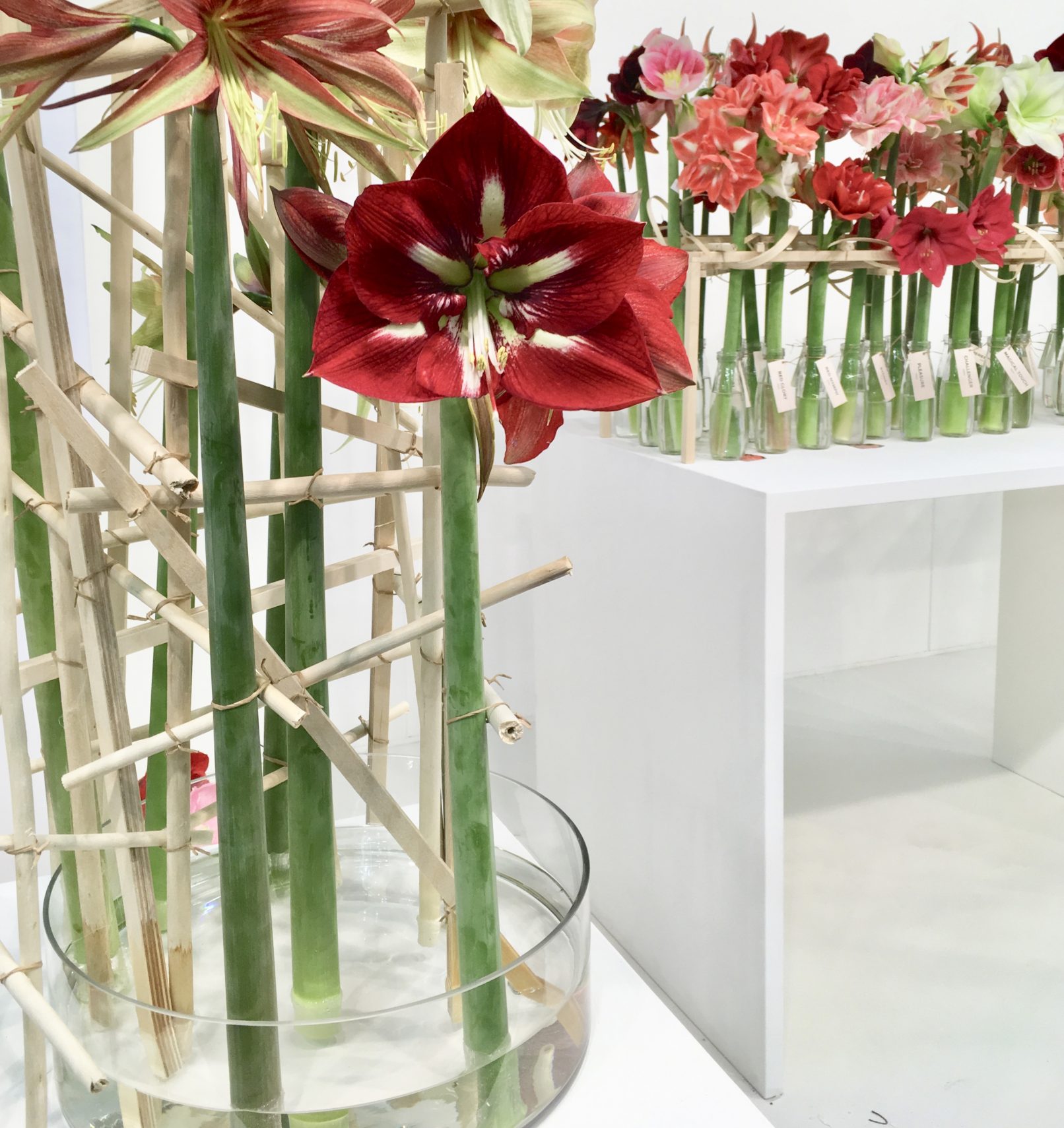eventstyling Amaryllis