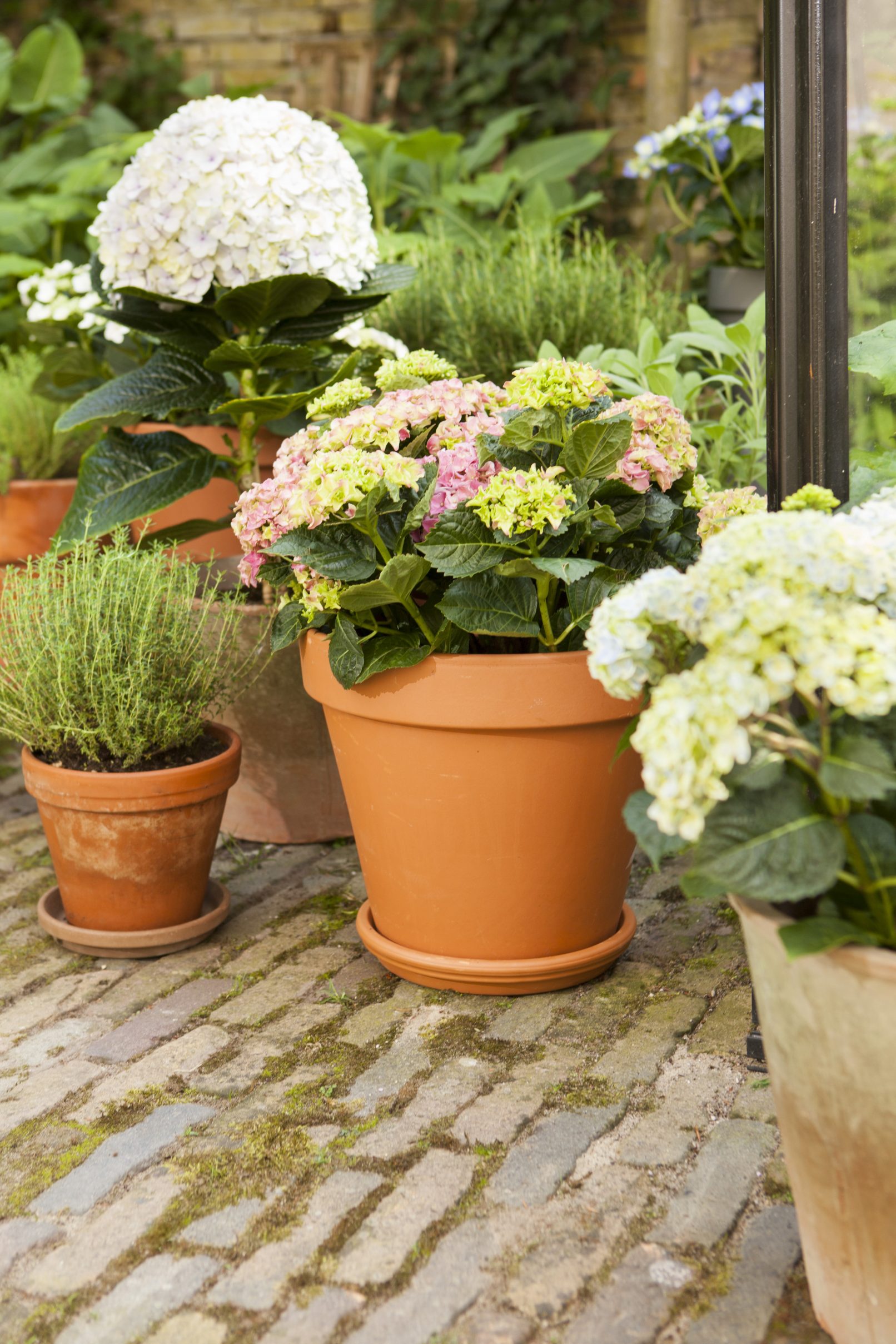 fotostyling hortensia tuin Helene Verhoeff