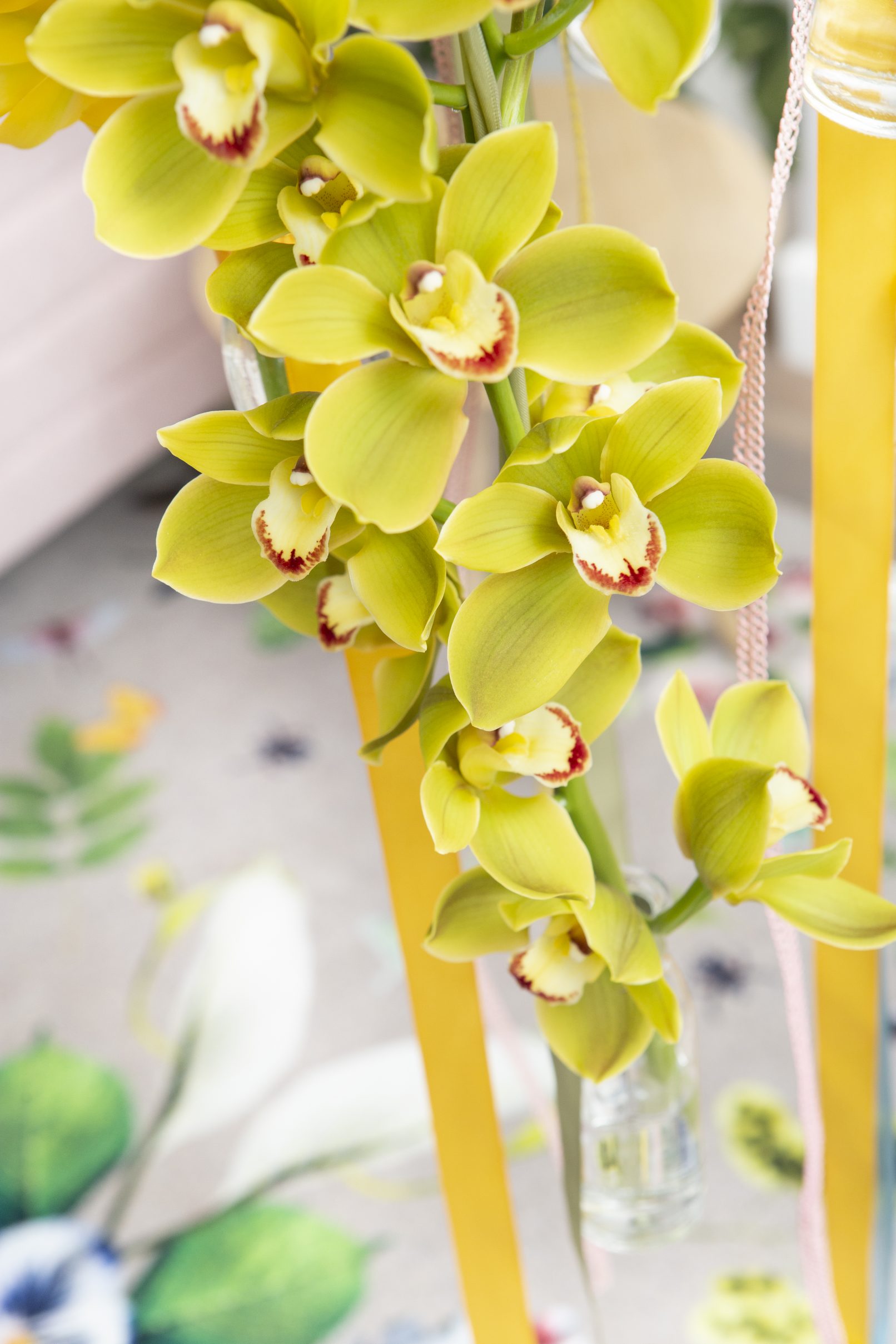 fotostyling Cymbidium