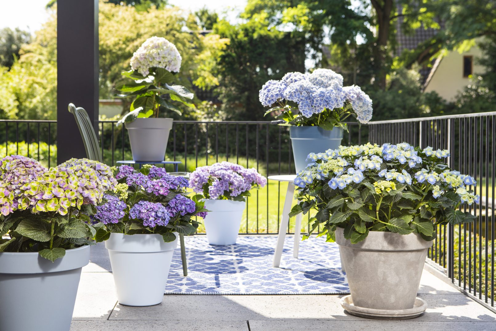 fotostyling pothortensia voor in de tuin- Helene Verhoeff-