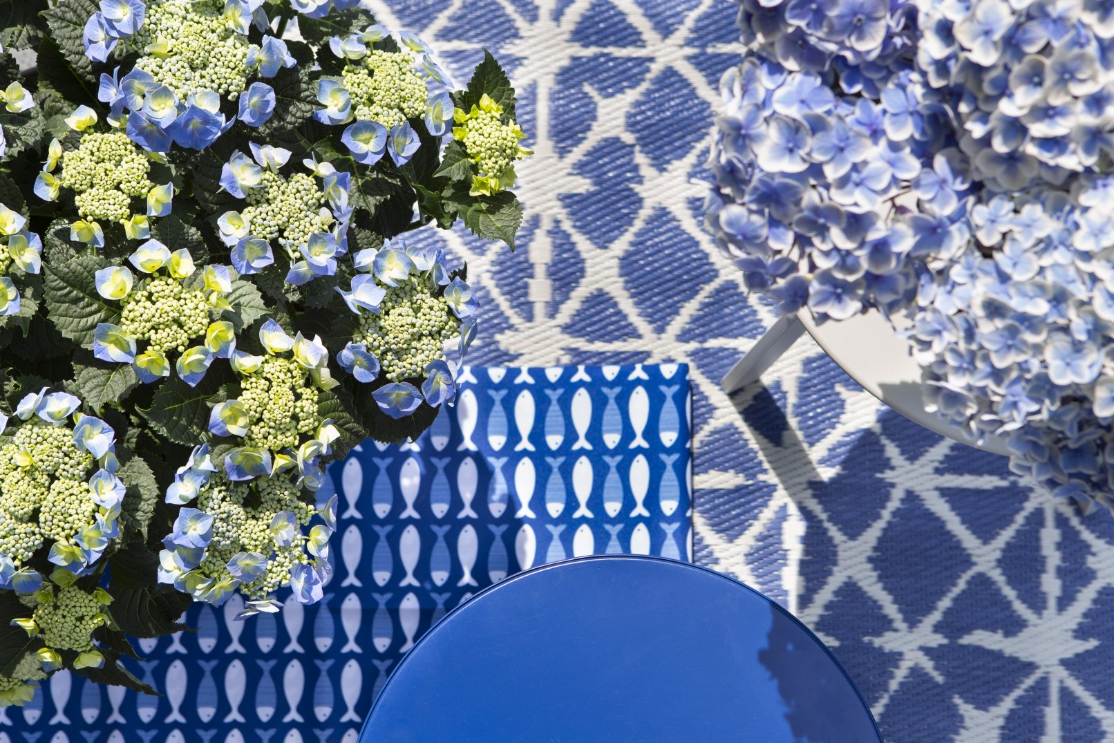 fotostyling pothortensia voor in de tuin- Helene Verhoeff-