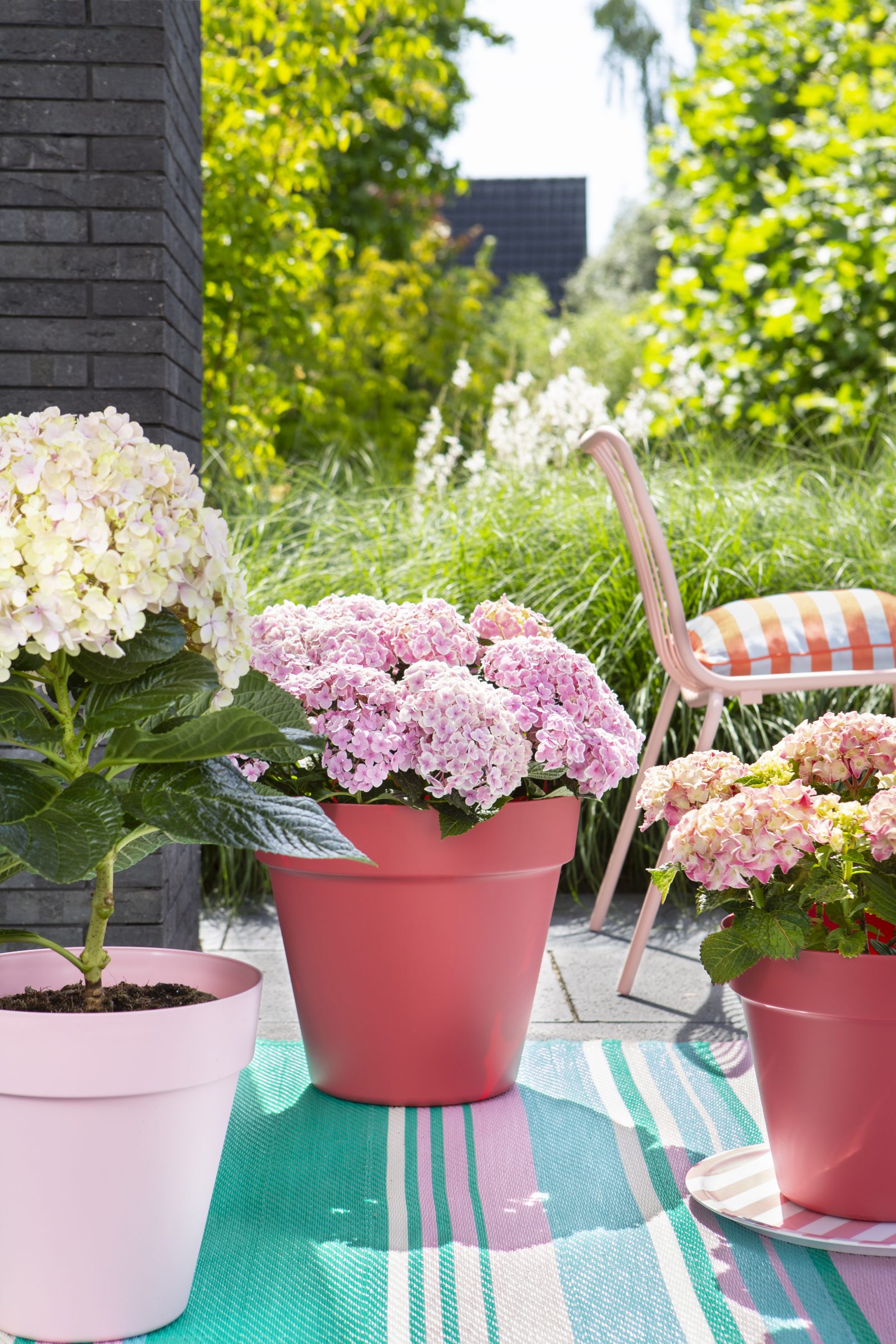 fotostyling pothortensia voor in de tuin - Helene Verhoeff-