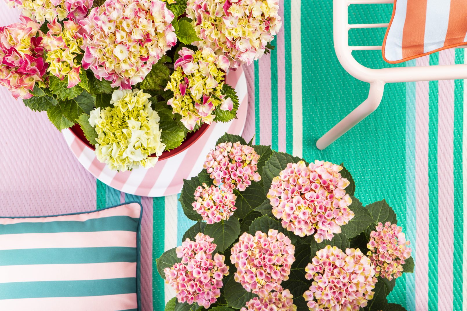 fotostyling pothortensia voor in de tuin - Helene Verhoeff-