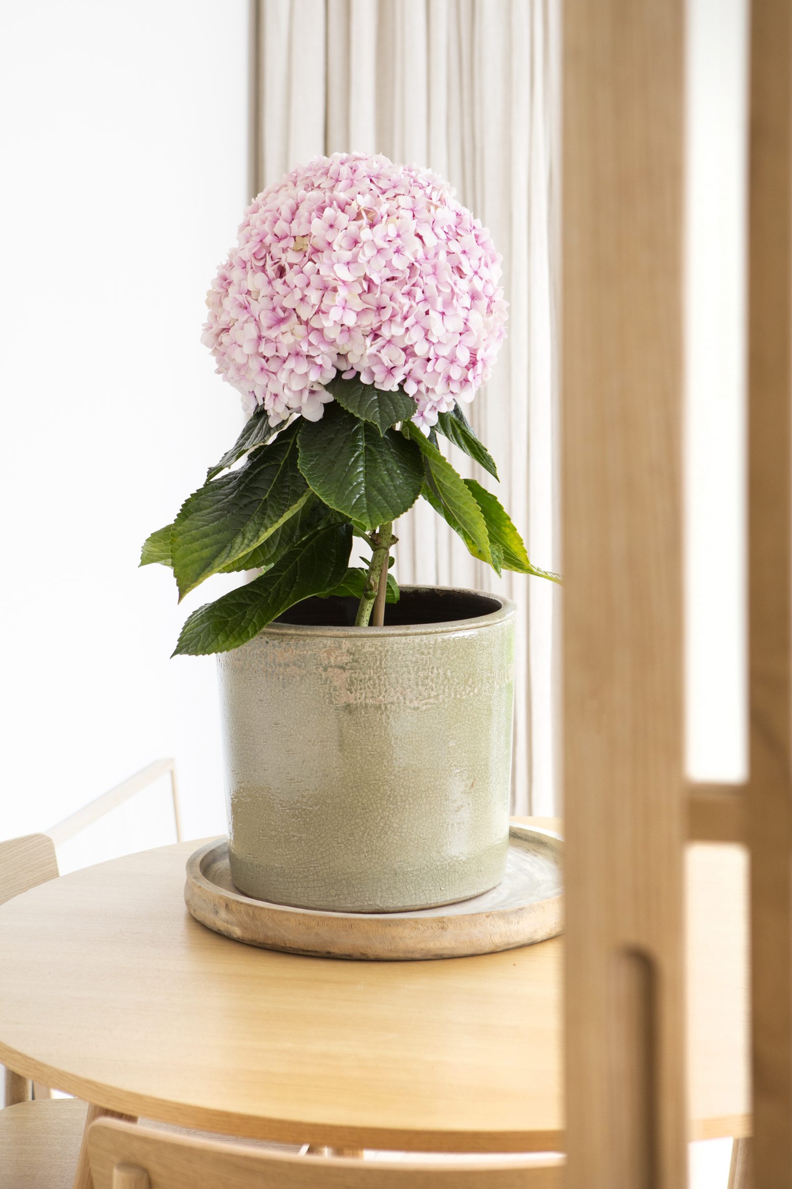 productfotografie pothortensia