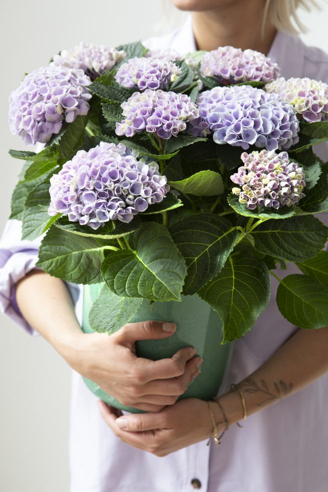 productfotografie pothortensia